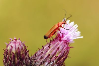 Close-up of insect on purple flower