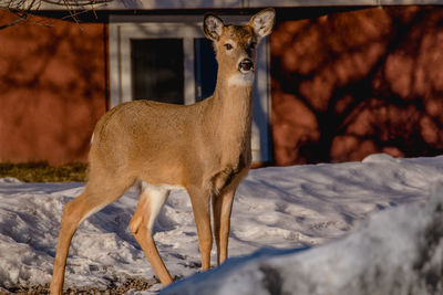 Deer standing on field during winter