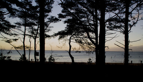 Silhouette trees on beach against sky at sunset