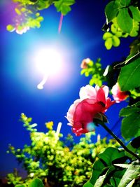 Low angle view of flowering plant against sky