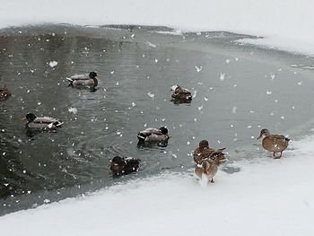 Ducks swimming in water during winter