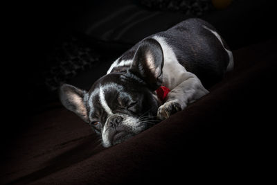 A cute black and white french bulldog dog head portrait with cute expression in the wrinkled face.