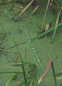 High angle view of snake on wet land