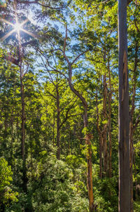 Low angle view of trees in forest against sky