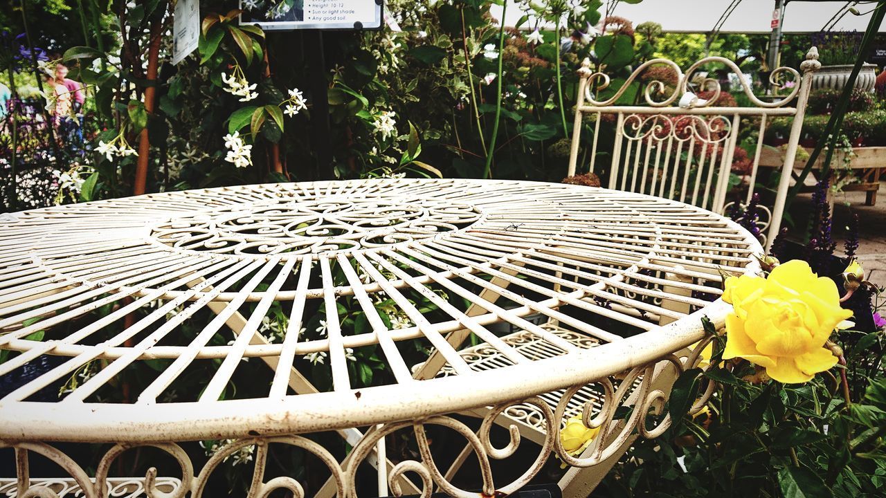 CLOSE-UP OF POTTED PLANT IN BASKET