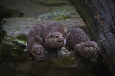 Sea otters on rock