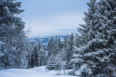 Trees on snow covered landscape