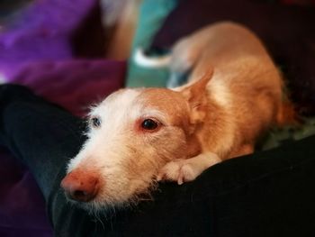 Close-up of dog lying down