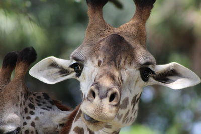 Masai giraffe making a funny face