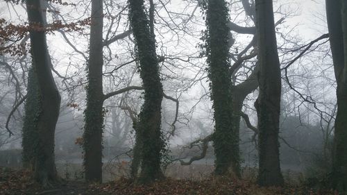 Low angle view of trees in forest