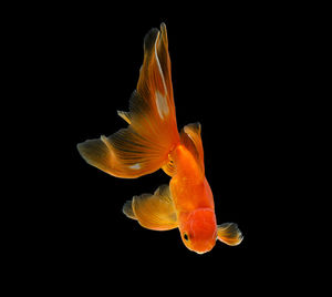 Close-up of fish swimming in sea