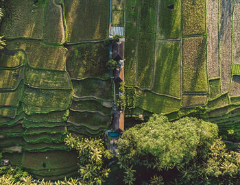 Full frame shot of rice fields 