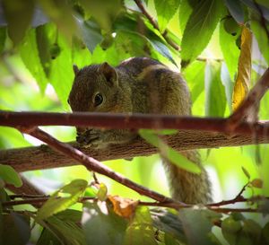 Close-up of lizard on leaf