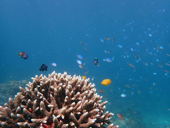 Fish swimming in sea