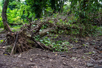 Trees growing in forest