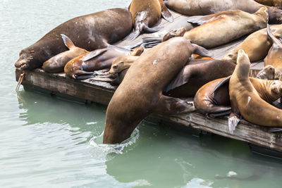 High angle view of sea lion