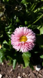 Close-up of pink flower blooming outdoors