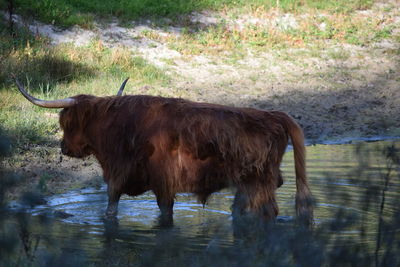 Horse standing in a water