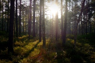 Trees in forest during sunset