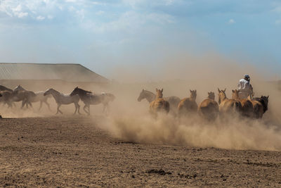 Flock of sheep in a desert