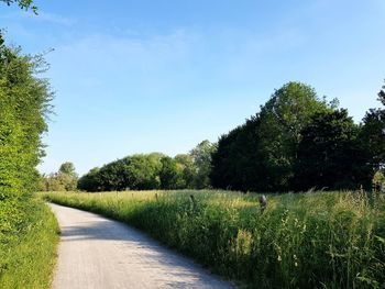 Road amidst trees on field against sky