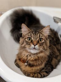 A cute cat in the bathroom sink 