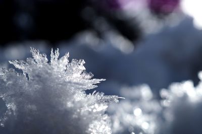 Close-up of snow on plant