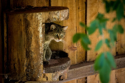 Cat sitting on wall