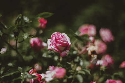 Close-up of pink roses