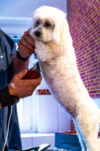 Close-up of hand holding dog