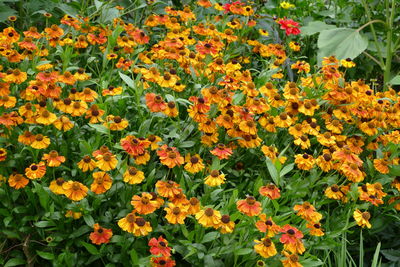 Close-up of orange flowers on plant
