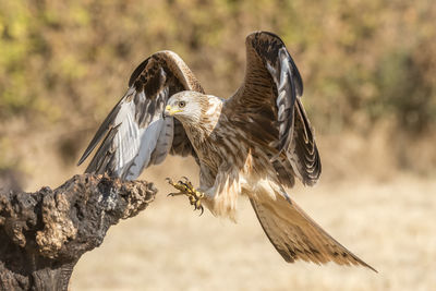 Close-up of kite flying