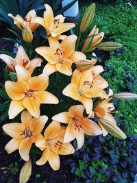 Close-up of day lily blooming outdoors