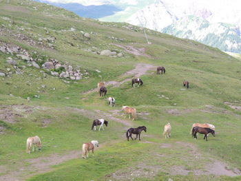 Horses grazing in a field