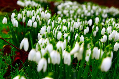 Close-up of white flowering plants on field