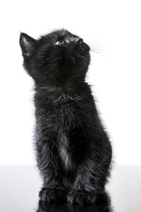 Close-up of a black cat over white background