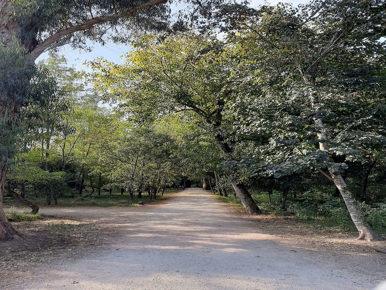 ROAD AMIDST TREES AT FOREST