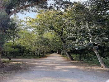 Road amidst trees in forest