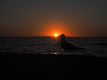 Silhouette bird on beach against sky during sunset