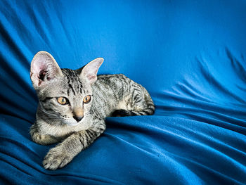 Portrait of a cat lying on bed