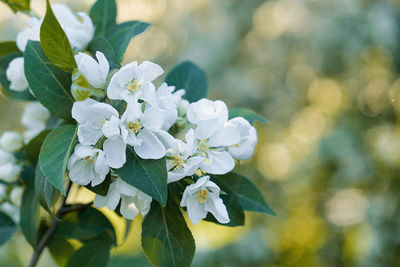 Close-up of white flowering plant