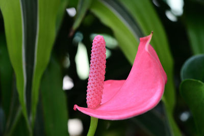 Close-up of pink flowering plant