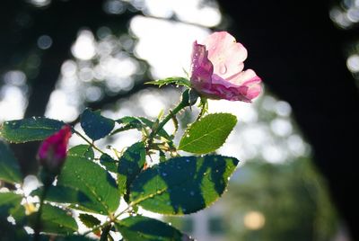 Close-up of pink flower