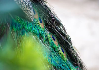 Close-up of peacock