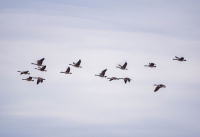 Low angle view of canada geese flying against sky