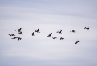 Low angle view of birds flying in sky