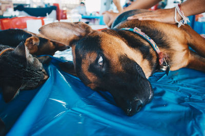 Close-up of a dog