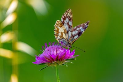 Close-up of butterfly pollinating on pink flower