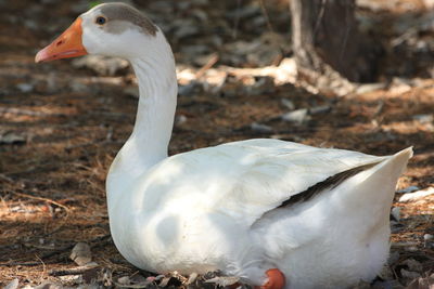 Close-up of swan in forest