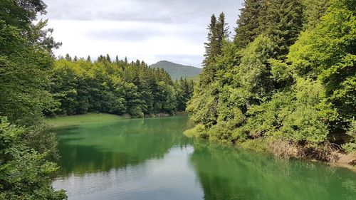 Scenic view of lake in forest against sky